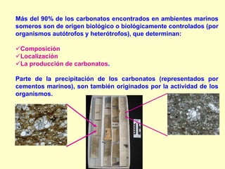 Más del 90% de los carbonatos encontrados en ambientes marinos
someros son de origen biológico o biológicamente controlados (por
organismos autótrofos y heterótrofos), que determinan:
Composición
Localización
La producción de carbonatos.
Parte de la precipitación de los carbonatos (representados por
cementos marinos), son también originados por la actividad de los
organismos.
 