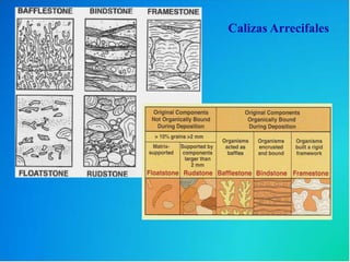 Calizas Arrecifales
 
