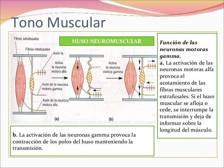 Motoneurona alfa y gamma pdf writer
