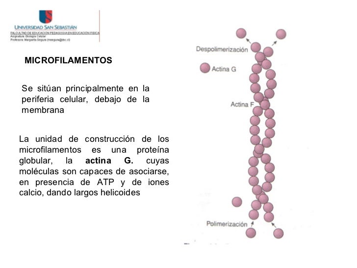 Clase 13. (A) Organelos No Membranosos (Citoesqueleto)