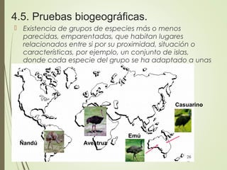 4.5. Pruebas biogeográficas.
 Existencia de grupos de especies más o menos
parecidas, emparentadas, que habitan lugares
relacionados entre si por su proximidad, situación o
características, por ejemplo, un conjunto de islas,
donde cada especie del grupo se ha adaptado a unas
condiciones concretas.
Ñandú Avestruz
Emú
Casuarino
 