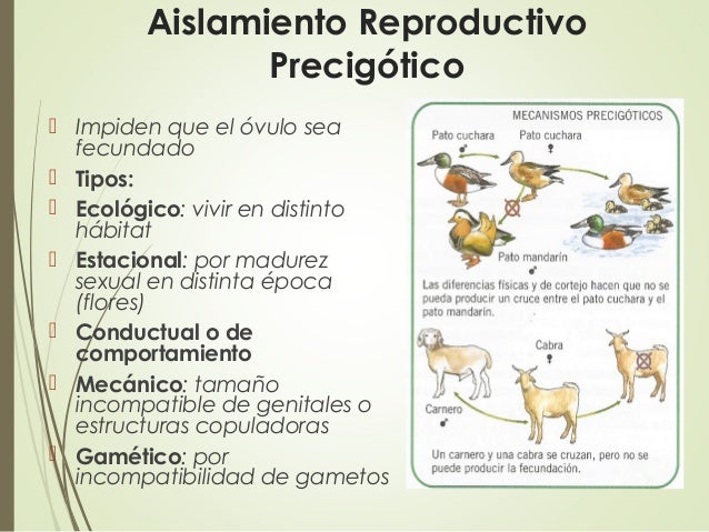 Clase 13 evolucion