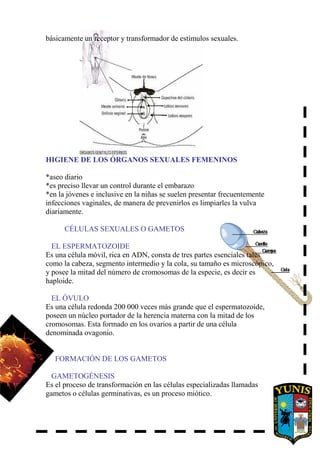 básicamente un receptor y transformador de estímulos sexuales.
HIGIENE DE LOS ÓRGANOS SEXUALES FEMENINOS
*aseo diario
*es preciso llevar un control durante el embarazo
*en la jóvenes e inclusive en la niñas se suelen presentar frecuentemente
infecciones vaginales, de manera de prevenirlos es limpiarles la vulva
diariamente.
CÉLULAS SEXUALES O GAMETOS
EL ESPERMATOZOIDE
Es una célula móvil, rica en ADN, consta de tres partes esenciales tales
como la cabeza, segmento intermedio y la cola, su tamaño es microscópico,
y posee la mitad del número de cromosomas de la especie, es decir es
haploide.
EL ÓVULO
Es una célula redonda 200 000 veces más grande que el espermatozoide,
poseen un núcleo portador de la herencia materna con la mitad de los
cromosomas. Esta formado en los ovarios a partir de una célula
denominada ovagonio.
FORMACIÓN DE LOS GAMETOS
GAMETOGÉNESIS
Es el proceso de transformación en las células especializadas llamadas
gametos o células germinativas, es un proceso miótico.
 