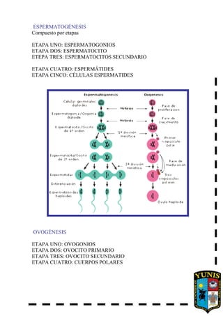 ESPERMATOGÉNESIS
Compuesto por etapas
ETAPA UNO: ESPERMATOGONIOS
ETAPA DOS: ESPERMATOCITO
ETEPA TRES: ESPERMATOCITOS SECUNDARIO
ETAPA CUATRO: ESPERMÁTIDES
ETAPA CINCO: CÉLULAS ESPERMATIDES
OVOGÉNESIS
ETAPA UNO: OVOGONIOS
ETAPA DOS: OVOCITO PRIMARIO
ETAPA TRES: OVOCITO SECUNDARIO
ETAPA CUATRO: CUERPOS POLARES
 