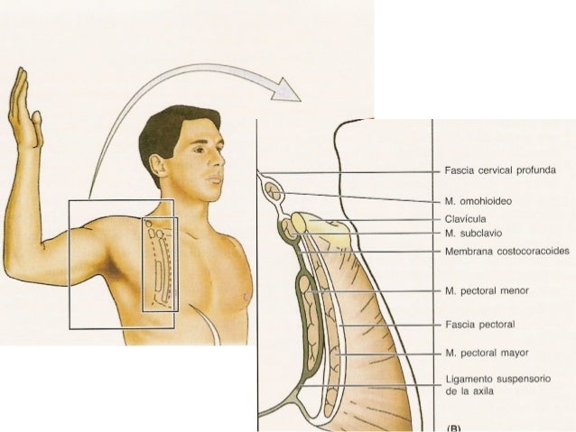 ANATOMIA ESTRUCTURAS SUPERFICIALES