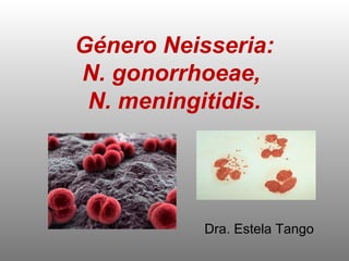 Género Neisseria:
N. gonorrhoeae,
 N. meningitidis.




           Dra. Estela Tango
 