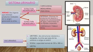 SISTEMA URINARIO
NEFRONAS: Eliminan los
productos de desecho y
regulan las concentraciones
de agua y electrolitos en
los líquidos corporales.
CORPÚSCULO Y TÚBULO
RENAL
RIÑONES Dos órganos
que eliminan
productos residuales
de la sangre
generando la orina.
CORTEZARENAL
MEDULARENAL
PEL
VIS RENAL
ESTRUCTURA
MACROSCOPICA
ESTRUCTURA
MICROSCOPICA
▶ URETERES: dos estructuras tubulares y
alargadas, la orina que pasa de los
uréteres a vejiga es estéril
▶ VEJIGA: capacidad normal de 250 a 300 cc
▶ URETRA
VIAS URINARIAS
 
