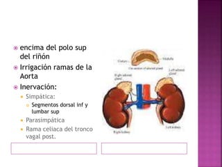  encima del polo sup
del riñón
 Irrigación ramas de la
Aorta
 Inervación:
 Simpática:
 Segmentos dorsal inf y
lumbar sup
 Parasimpática
 Rama celiaca del tronco
vagal post.
 