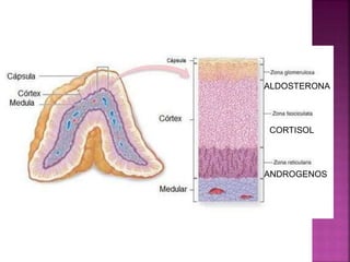 ALDOSTERONA
CORTISOL
ANDROGENOS
 