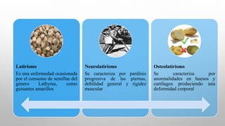 Latirismo
Es una enfermedad ocasionada
por el consumo de semillas del
género Lathyrus, como
guisantes amarillos
Neurolatirismo
Se caracteriza por parálisis
progresiva de las piernas,
debilidad general y rigidez
muscular
Osteolatirismo
Se caracteriza por
anormalidades en huesos y
cartílagos produciendo una
deformidad corporal
 