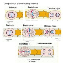Comparación entre mitosis y meiosis
 