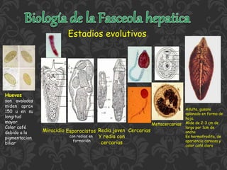 Estadios evolutivos
Miracidio Cercarias
Metacercarias
Huevos
son ovalados
miden aprox
150 u en su
longitud
mayor
Color café
debido a la
pigmentacion
biliar
Esporocistos
con redias en
formación
Redia joven
Y redia con
cercarias
Adulta, gusano
aplanado en forma de
hoja.
Mide de 2-3 cm de
largo por 1cm de
ancho
Es hermafrodita, de
apariencia carnosa y
color café claro
 