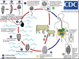 Pasan a los
conductos
hepáticos,
donde
originan los
adultos que
producirán
huevos
De los huevos eclosionan
los miracidios
Los huevos abandonan el
hospedaor definitivo con
las heces
Los miracidio penetran en el
hospedador intermediario,
un caracol de agua dulce
.- En el interior del caracol, los miracidios
e transforman en esporocistos (4a) que se
esarrollan en redias (4b) y éstas en
ercarias (4c).
Las cercarias abandonan
el caracol se enquistan
sobre plantas acuáticas,
como metacercarias
Las metacercarias son
ingeridas por el ganado o
por los humanos, los
hospedadores definitivos
Se desenquistan
en el duodeno
 