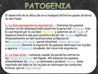 El desarrollo de la infección en el huésped definitivo puede dividirse
en dos fases:
1.- La fase parenquimal (o migratoria) .- Comienza los gusanos
jóvenes recién desenquistados penetran la pared del intestino, tras
lo cual migran por la cavidad abdominal y penetran en el hígado; F.
hepatica muestra una gran predilección por los tejidos hepáticos.
Ocasionalmente se dan localizaciones ectópicas en
los pulmones, diafragma, pared intestinal, riñones o tejidos
subcutáneos. Durante la migración los gusanos destruyen los tejidos
y aparece inflamación alrededor del recorrido migratorio.
2.- La fase biliar.- comienza cuando los parásitos entran en
los conductos biliares del hígado. Allí maduran los gusanos
alimentándose de sangre y comienzan a producir huevos. Como
resultado del daño en los tejidos se obstruyen los conductos
biliares, que se hipertrofian.
 