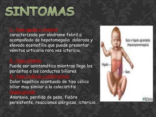 1.- fase aguda o invasiva
caracterizada por síndrome febril a
acompañado de hepatomegalia dolorosa y
elevada eosinofilia que puede presentar
vómitos urticaria rara ves ictericia.
2.- fase latente
Puede ser asintomática mientras llega los
parásitos a los conductos biliares
3.- fase crónica y obstructiva
Dolor hepático acentuado de tipo cólico
biliar muy similar a la colecistitis
Casos graves
Anorexia, perdida de peso, fiebre
persistente, reacciones alérgicas, ictericia .
 