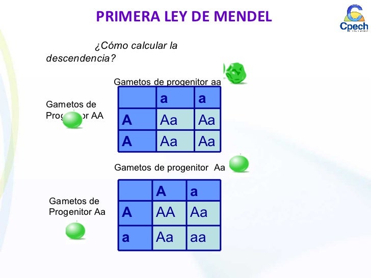 Clase 14 genética mendeliana