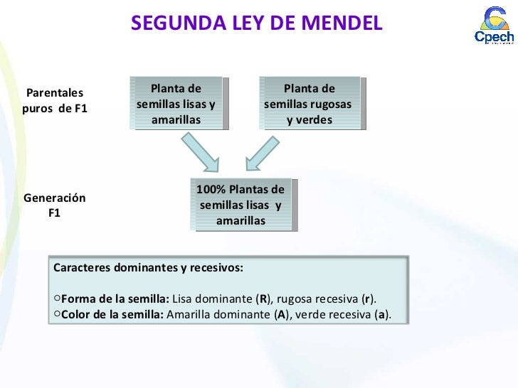 Clase 14 genética mendeliana