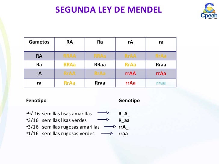 Clase 14 genética mendeliana