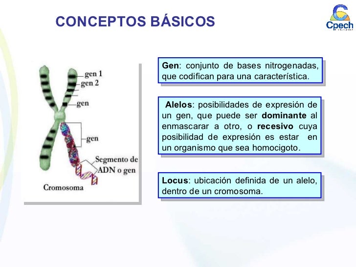 Clase 14 genética mendeliana