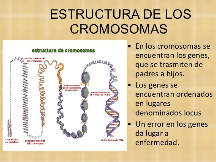 Nucleo y Cromosomas