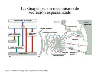 La sínapsis es un mecanismo de
                            secreción especializado




Figure 13-3 Molecular Biology of the Cell (© Garland Science 2008)
 
