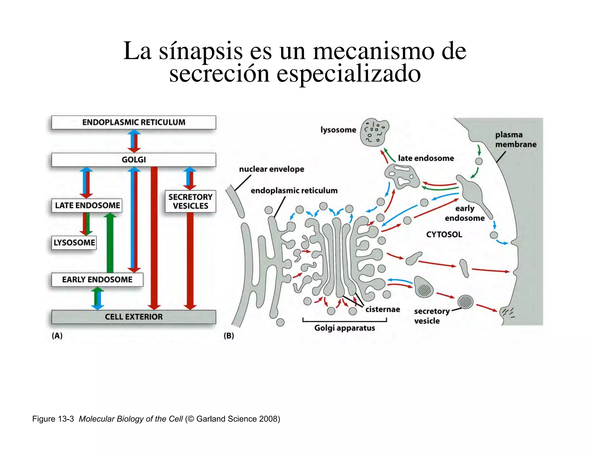Clase15 Sistema Nervioso Final