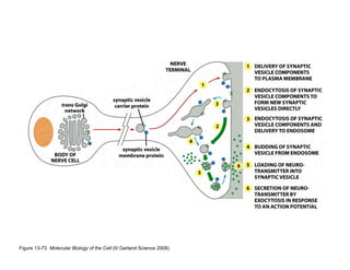 Clase15 Sistema Nervioso Final