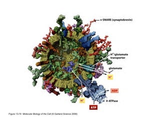 Clase15 Sistema Nervioso Final