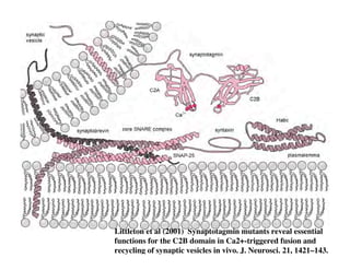 Clase15 Sistema Nervioso Final