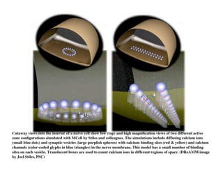 Clase15 Sistema Nervioso Final