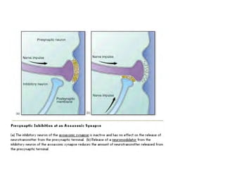 Clase15 Sistema Nervioso Final