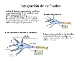 Clase15 Sistema Nervioso Final