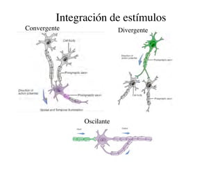 Clase15 Sistema Nervioso Final