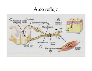 Clase15 Sistema Nervioso Final