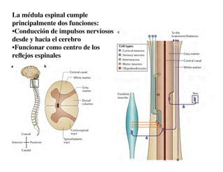 Clase15 Sistema Nervioso Final