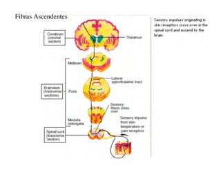 Clase15 Sistema Nervioso Final