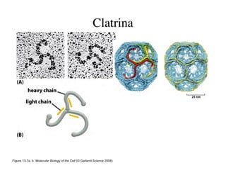 Clase15 Sistema Nervioso Final