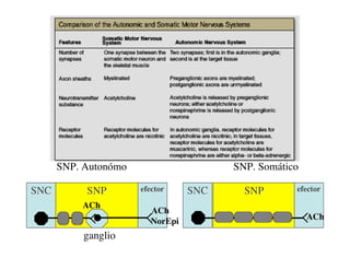 Clase15 Sistema Nervioso Final