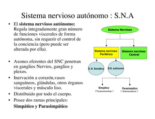 Clase15 Sistema Nervioso Final
