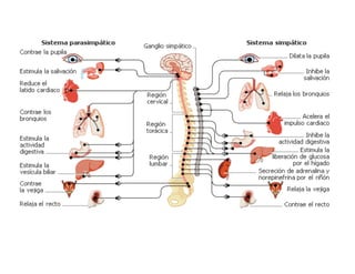 Clase15 Sistema Nervioso Final