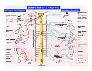 Clase15 Sistema Nervioso Final