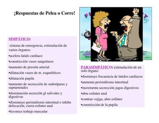 Clase15 Sistema Nervioso Final