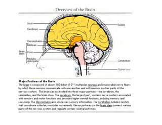 Clase15 Sistema Nervioso Final