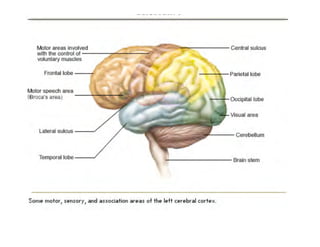 Clase15 Sistema Nervioso Final