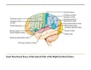 Clase15 Sistema Nervioso Final