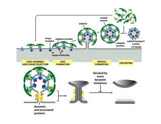 Clase15 Sistema Nervioso Final