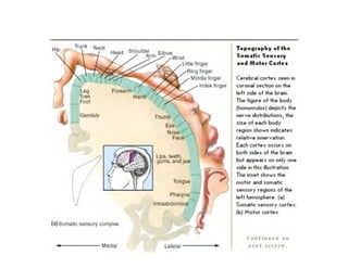 Clase15 Sistema Nervioso Final