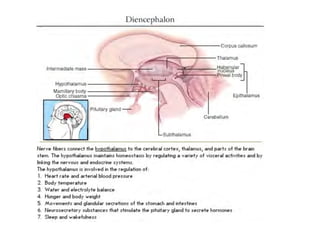Clase15 Sistema Nervioso Final