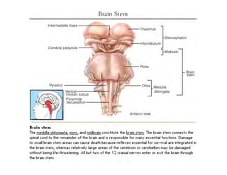 Clase15 Sistema Nervioso Final
