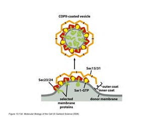 Clase15 Sistema Nervioso Final